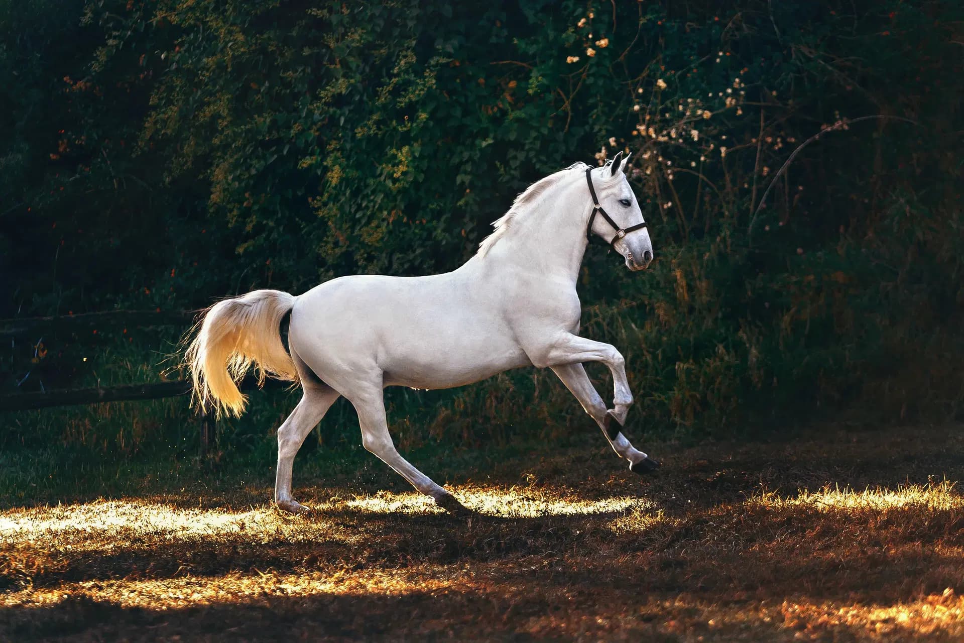 Being serious about ‘Horse’-ing around